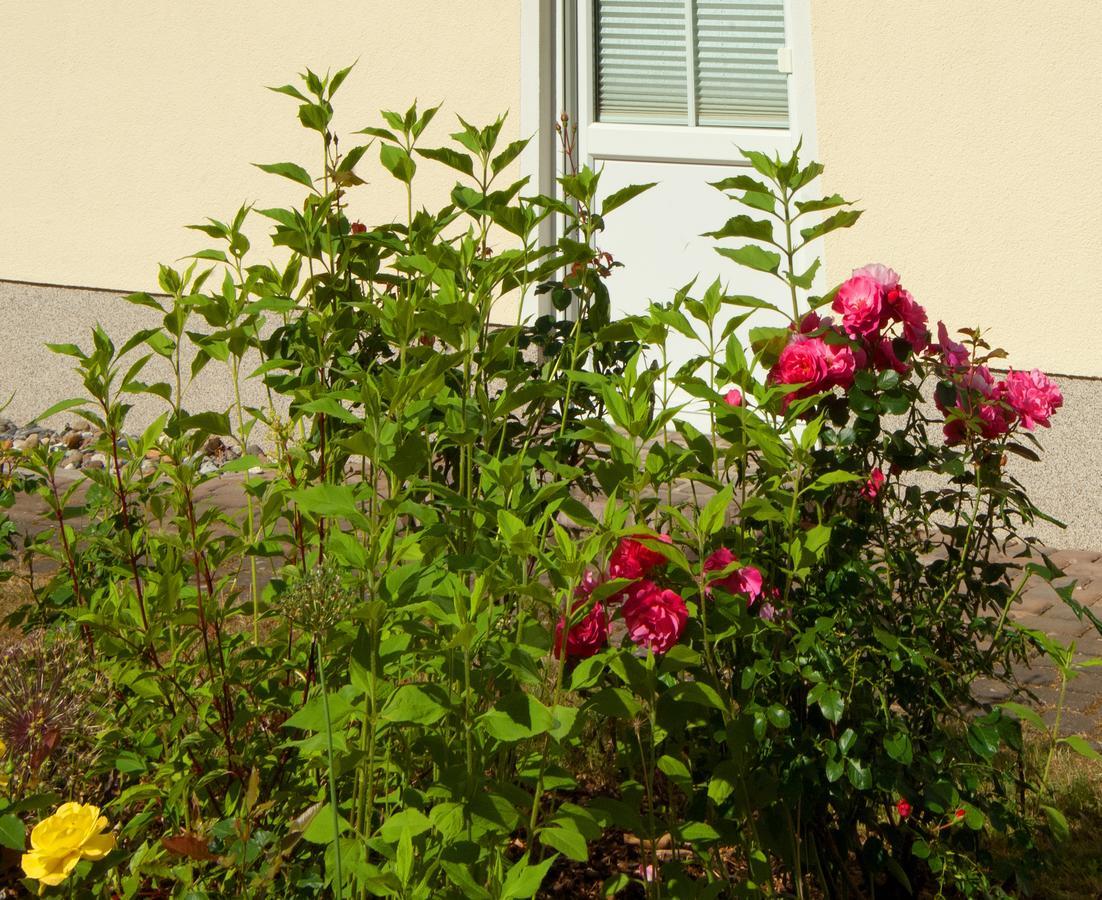 Apartamento Sonnenhus - Rügen Sellin  Exterior foto